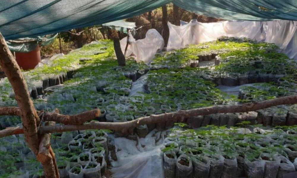 Η συχνή χρήση κάνναβης από τους εφήβους συνδέεται με πτώση του δείκτη νοημοσύνης τους